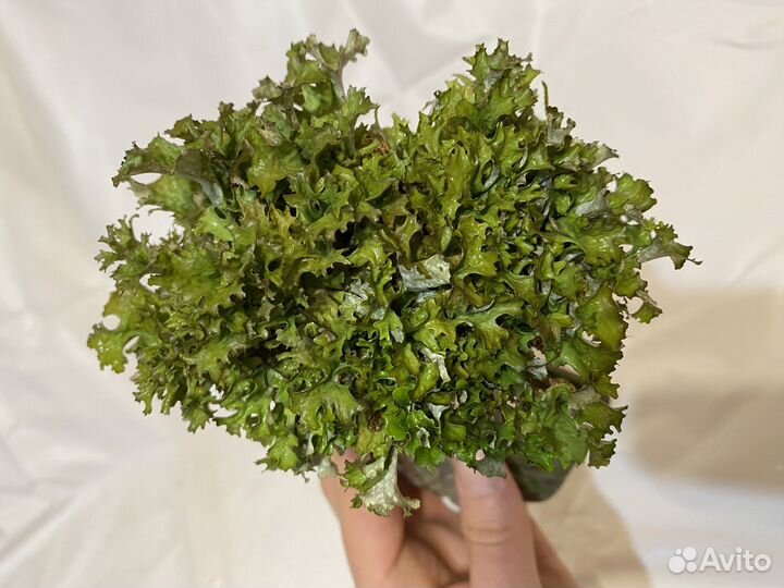 Грут с цетрарией, пармелией, кладонией