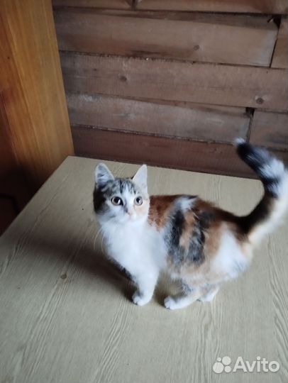 Трехцветная кошечка