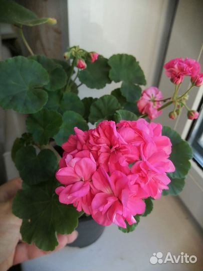 Пеларгонии сортовые