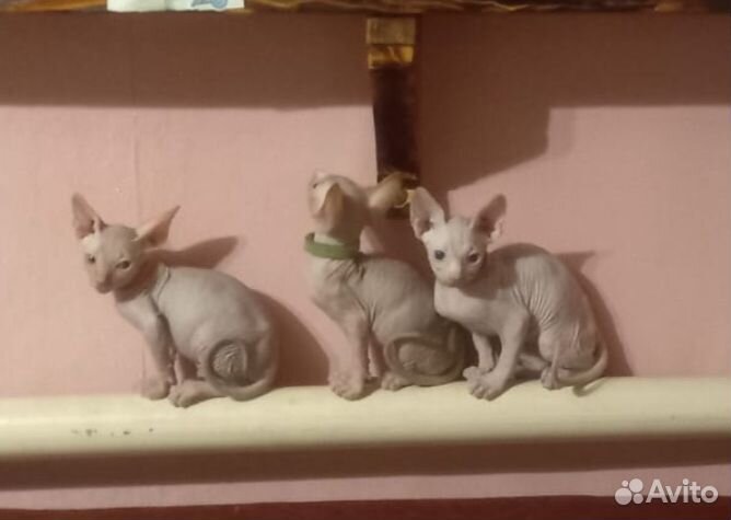 Канадский сфинкс котенок