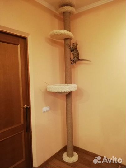 Когтеточка в потолок, в распор, комплекс