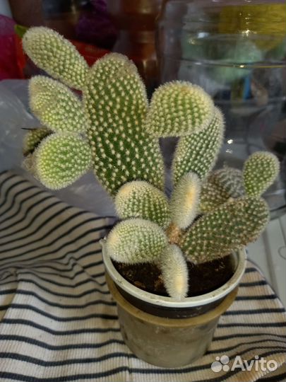 Кактусы, суккуленты и много других цветов