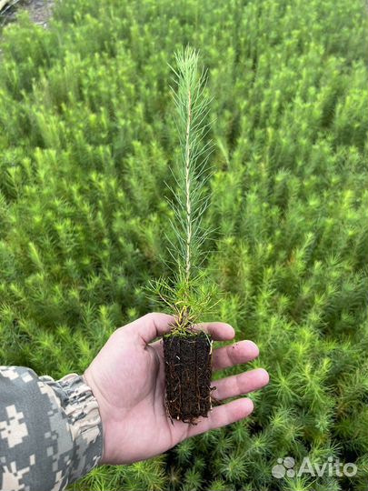 Сеянцы зкс Сосна окс Ель Лиственница Горная