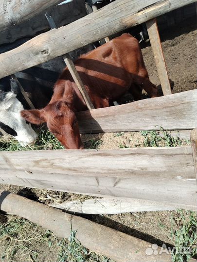 Тёлочка красностепная