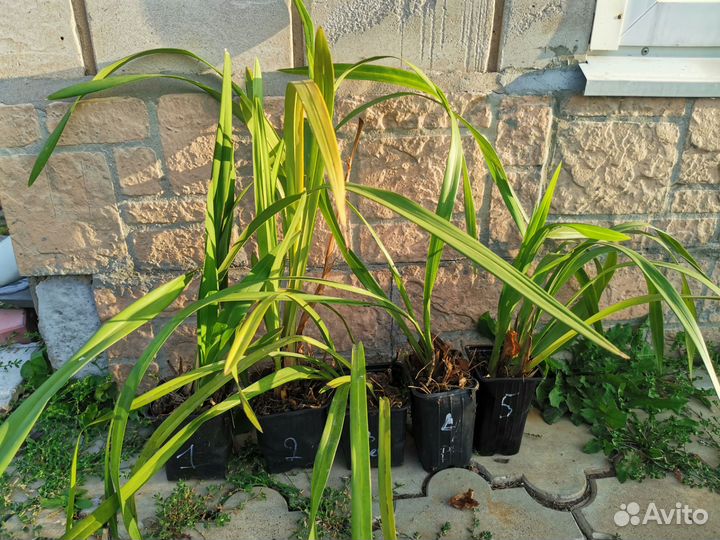 Орхидея цимбидиум