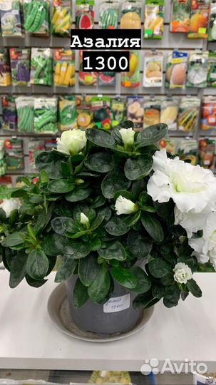 Комнатные растения