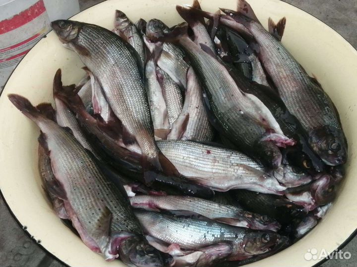 Уловистый супер кембрик ловить Хариуса и Ленка