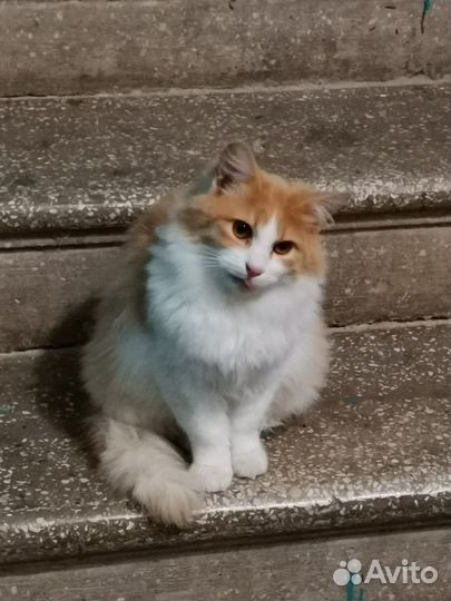 Молодой котик