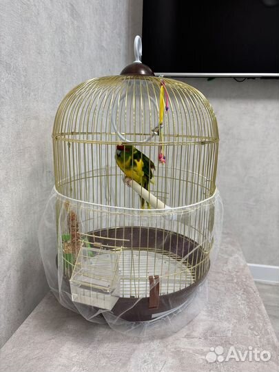Попугай какарик