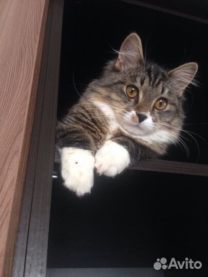 Передержка животных на время отпуска