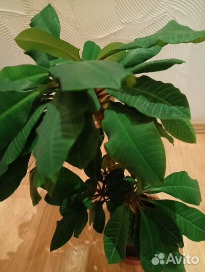 Молочай миля