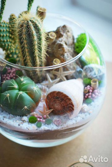 Флорариум с кактусами с доставкой в наличии