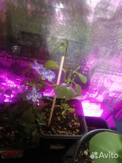 Продам, вегетативную лобелию и петунью петхоа