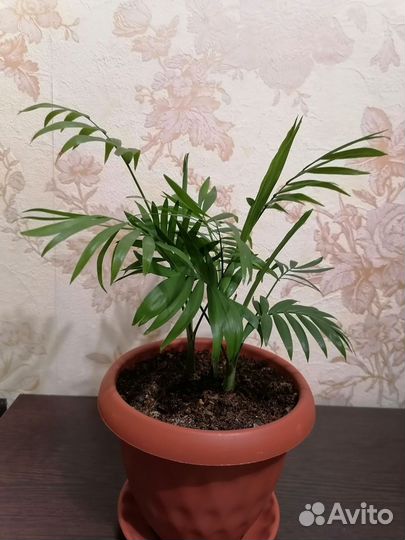 Цветы разные