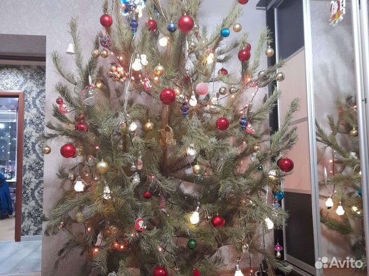 Елка новогодняя живая