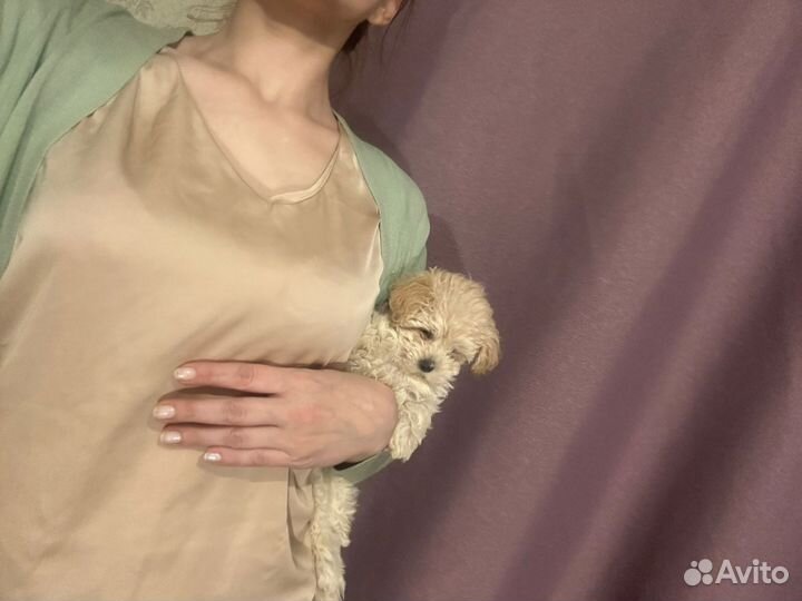 Мальтипу ф1 в Москве микро-мини