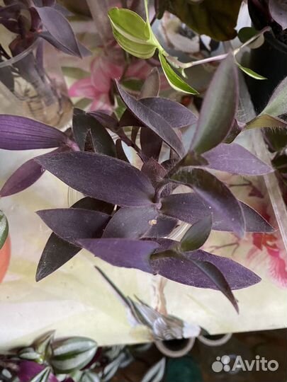 Комнатные растения