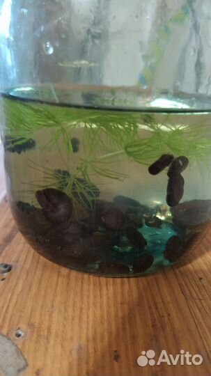 Улитки аквариумные бесплатно