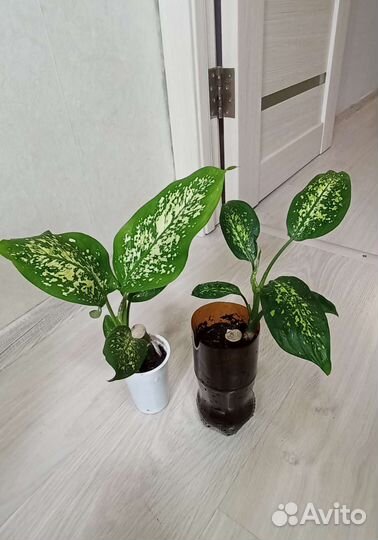 Диффенбахия