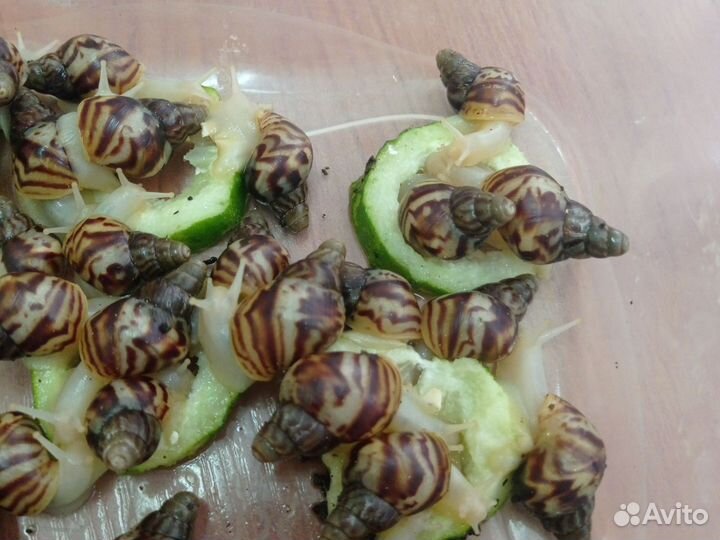 Улитки Ахатины бесплатно