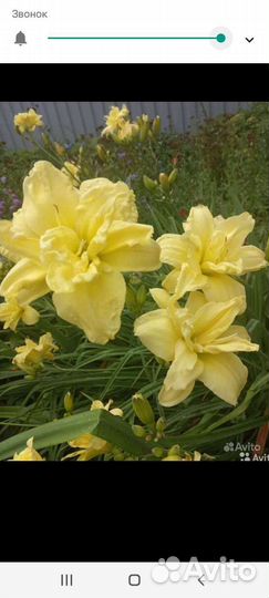 Цветы для сада: Анемона Японская и др.цветы