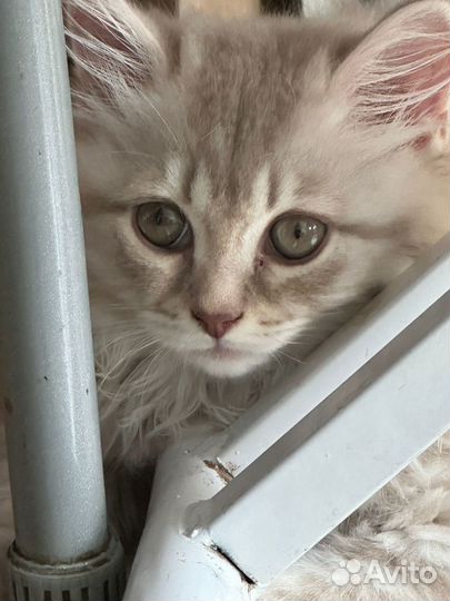 Котята в добрые руки даром