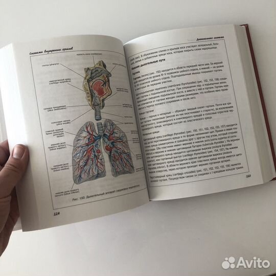 Атлас анатомии человека Левкин