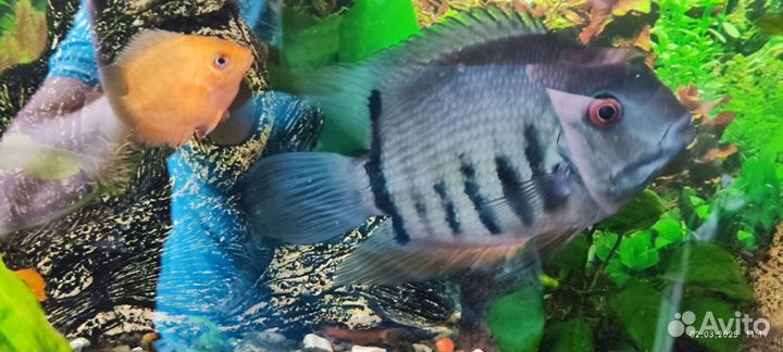 Северум Голубой Изумруд