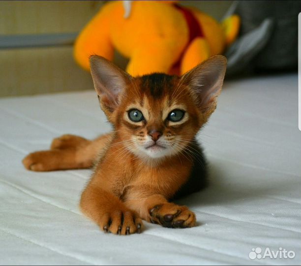 Абиссинские котята