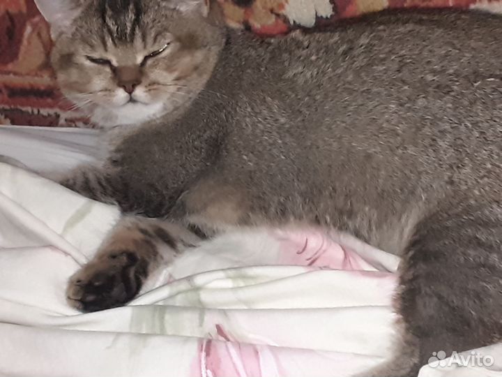 Шиншилла,кот