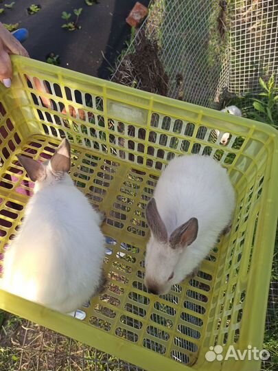 Калифорнийские кролики