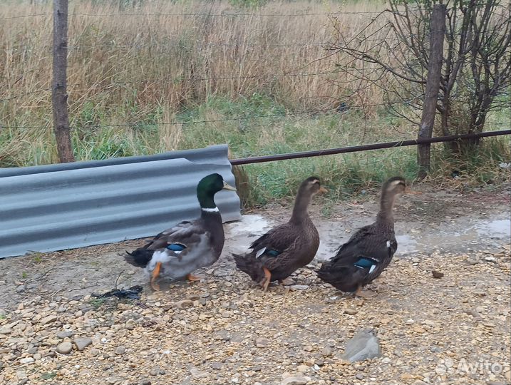 Руанские утки