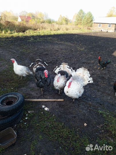 Индюки домашние