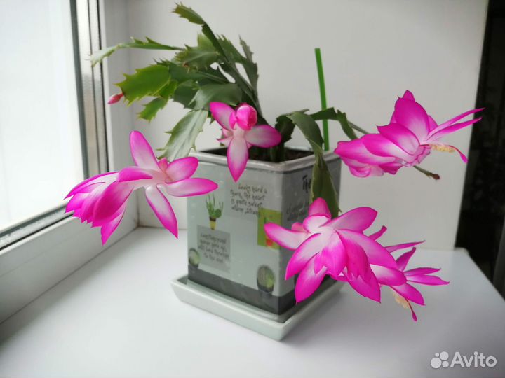 Комнатные цветы: декабрист (шлюмбергера)