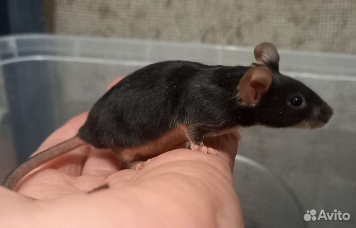 Мышь ручная