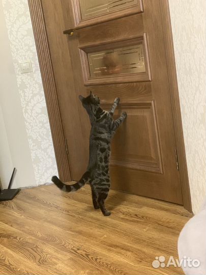 Вязка кошек