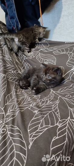 Шотландская кошка