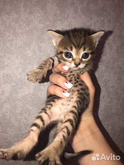 Кошки в добрые руки бесплатно