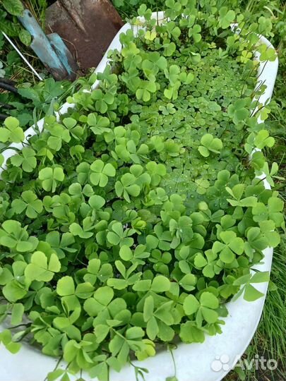 Сушни, марсилия маленькая