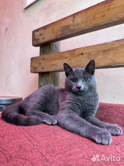 Русская голубая