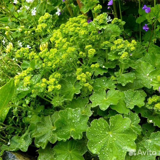 Почвопокровники и другие многолетние цветы