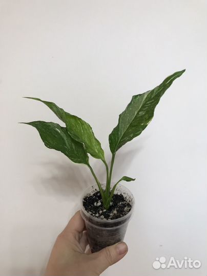 Спатифиллум Даймонд Вариегатный