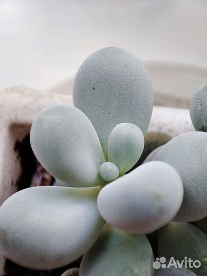Пахифитум Яйценосный