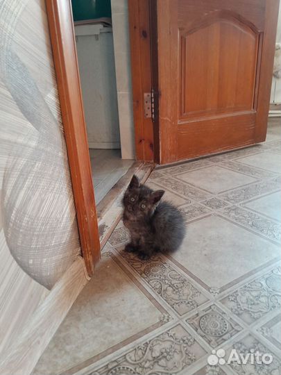Отдам котёнка в добрые руки