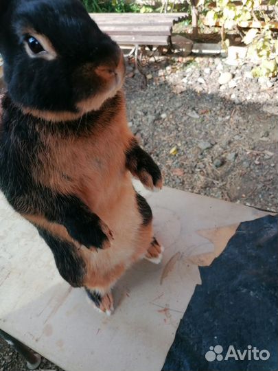 Кролик чёрно огненный