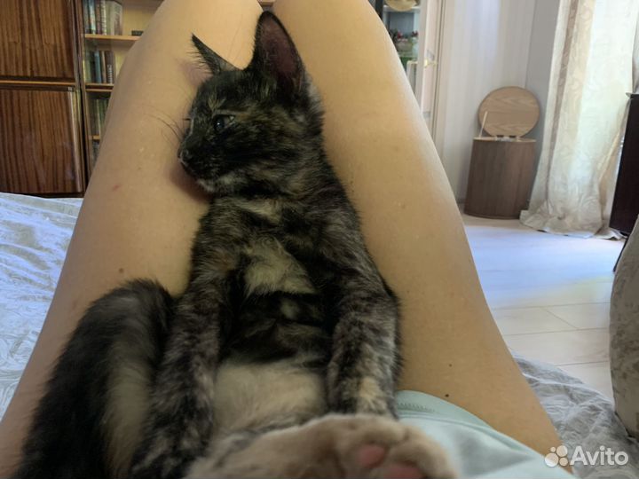 Котята в добрые руки даром