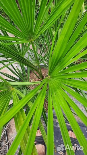 Трахикарпус форчуна