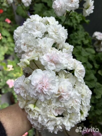 Пеларгонии сортовые