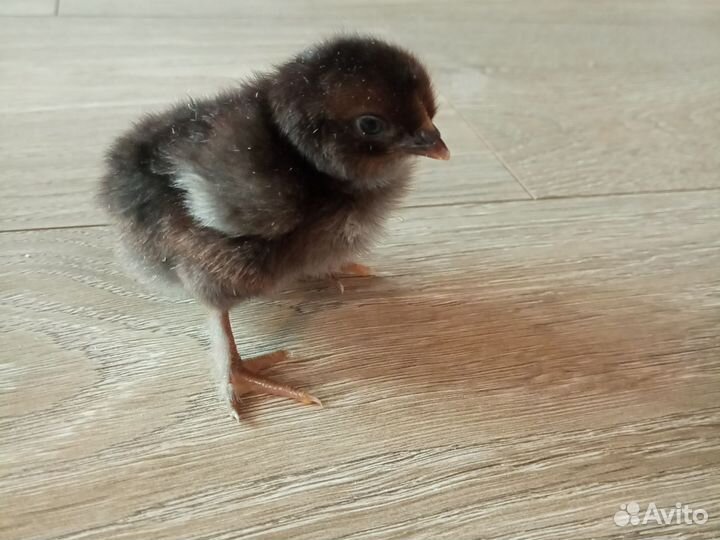 Суточные цыплята от своих рабочих куриц