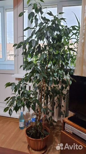 Фикус бенджамина большой